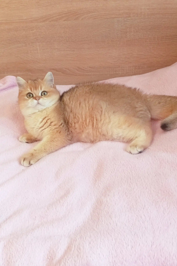 Golden Scottish Straight kitten named Marsel lounging with bright eyes