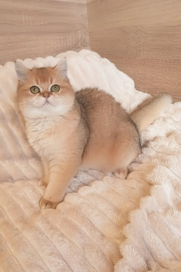 Golden Scottish Straight Kitten Marsel with bright eyes lounging on fluffy white bedding