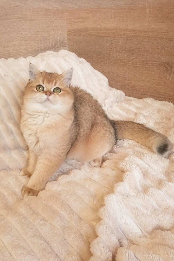 Golden and white Persian cat relaxing on fluffy white bedding in Marsel Scottish Straight Kitten