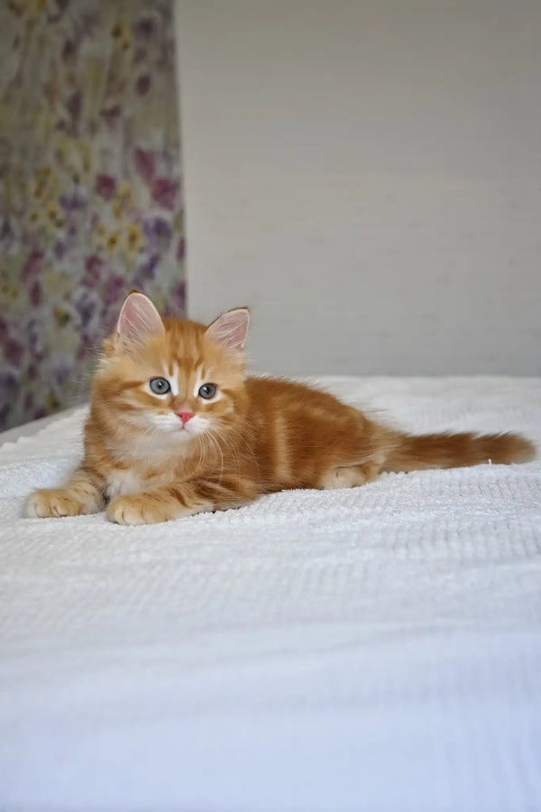 Marsel | siberian kitten
