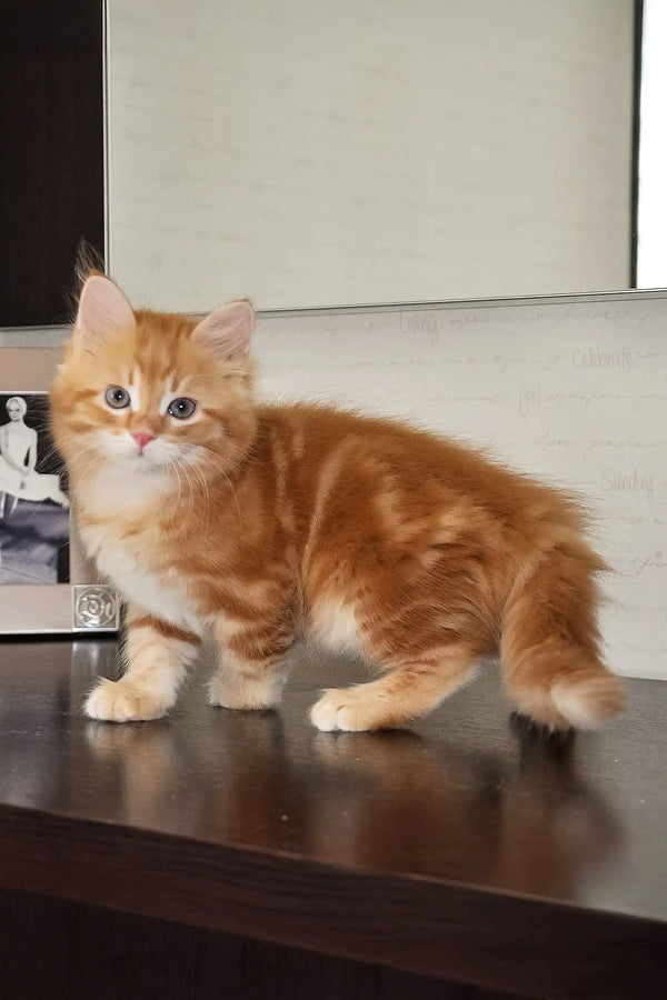 Marsel | siberian kitten