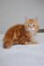 Marsel | siberian kitten