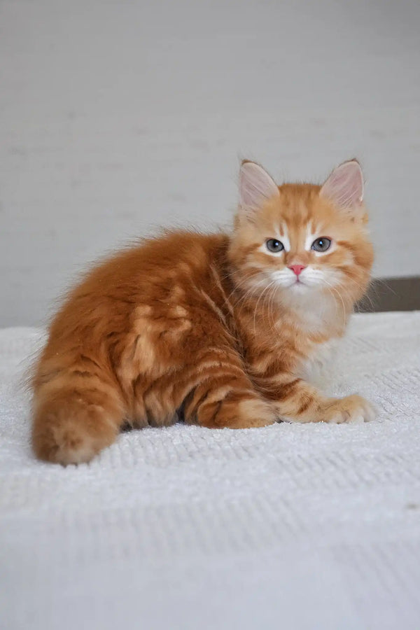 Marsel | siberian kitten