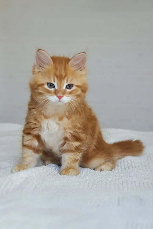 Marsel | siberian kitten