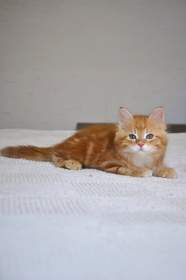 Marsel | siberian kitten