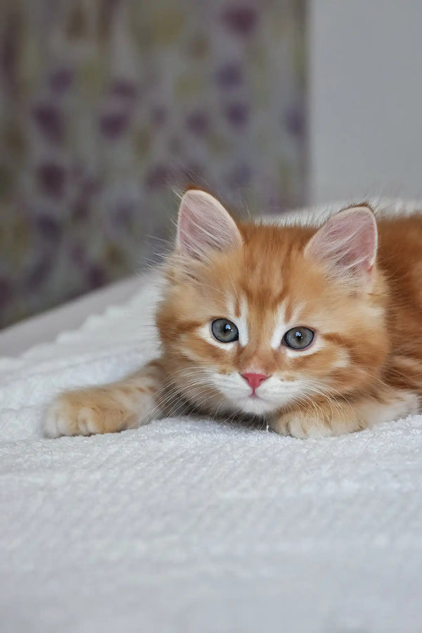 Marsel | siberian kitten