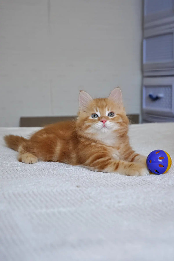 Marsel | siberian kitten