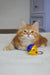 Marsel | siberian kitten