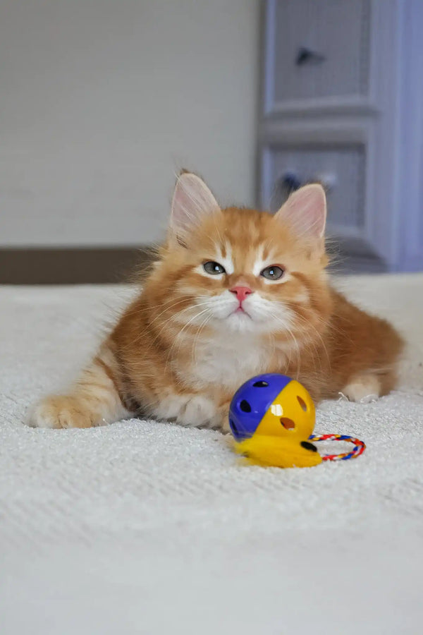 Marsel | siberian kitten