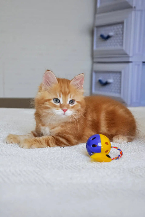 Marsel | siberian kitten