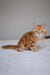 Marsel | siberian kitten