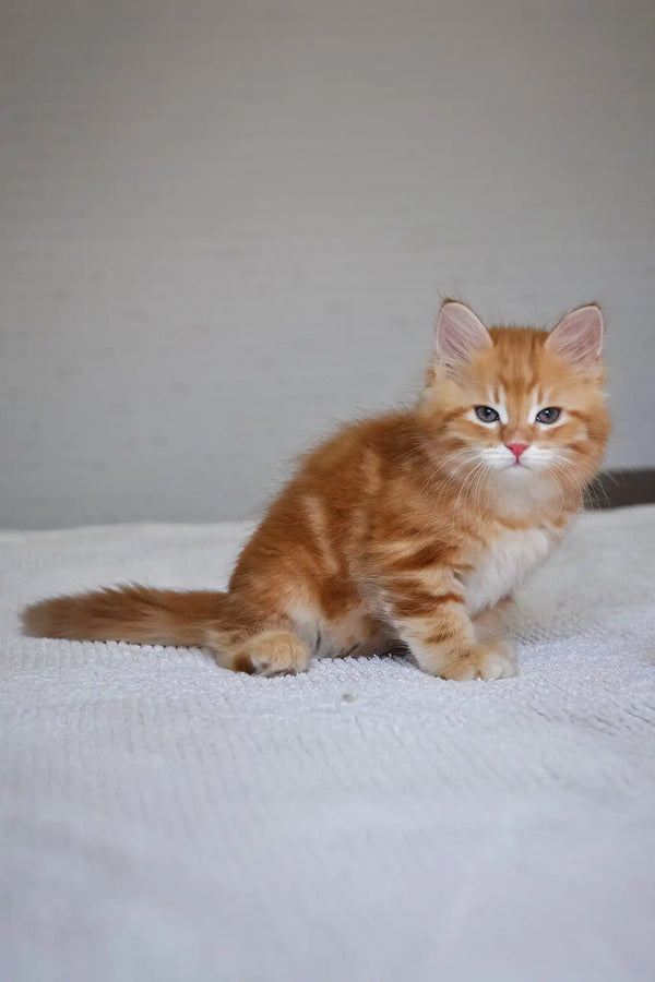 Marsel | siberian kitten