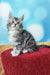 Adorable gray tabby Maine Coon kitten relaxing on a cozy red cushion