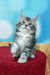 Adorable gray and white Maine Coon kitten sitting upright on a red surface