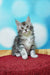 Fluffy gray and white Maine Coon kitten sitting upright ready for playtime