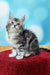 Fluffy gray and white tabby Maine Coon kitten sitting on a vibrant red surface