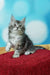 Fluffy gray and white Maine Coon kitten sitting on red surface for Marselitta