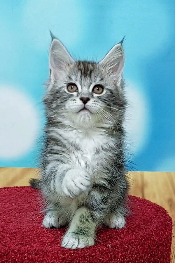 Gray and white Maine Coon kitten with pointed ears and an alert expression