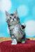 Adorable gray and white Maine Coon kitten with one paw raised, perfect for cuddles