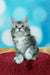 Fluffy gray and white Maine Coon kitten on a vibrant red surface