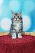 Gray and white Maine Coon kitten sitting upright on a red surface for Marselitta