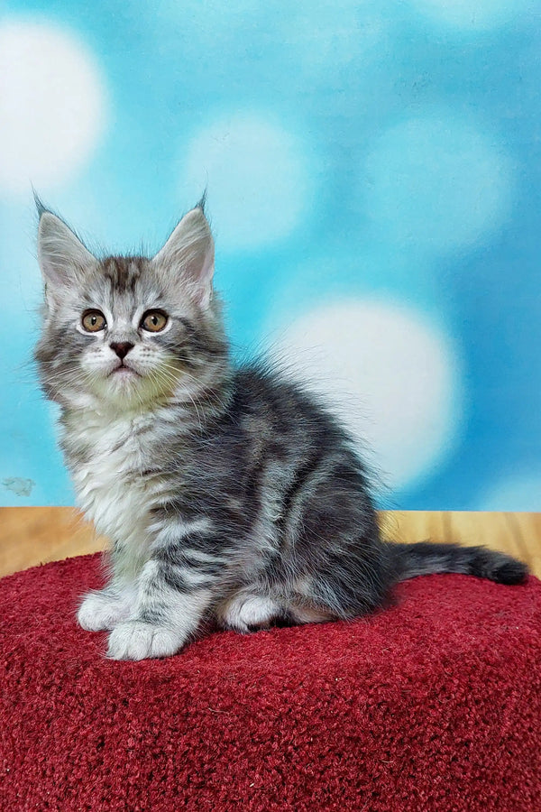 Fluffy gray and white Maine Coon kitten sitting on a vibrant red surface