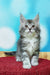 Gray and white fluffy Maine Coon kitten with pointed ears and wide eyes