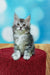 Gray and white tabby Maine Coon kitten sitting on a red surface