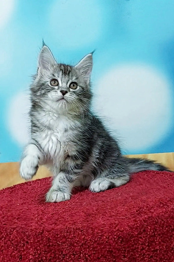 Gray and white tabby Maine Coon kitten sitting on a vibrant red surface
