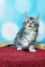 Adorable gray and white Maine Coon kitten with fluffy fur and an alert expression