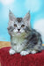 Gray and white Maine Coon kitten with ear tufts from Marselitta collection