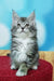 Cute Gray and White Tabby Maine Coon Kitten with Fluffy Fur and Alert Ears