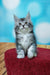 Fluffy gray and white Maine Coon kitten cutely sitting on a red surface