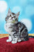 Fluffy gray and white Maine Coon kitten sitting on a vibrant red surface