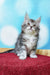 Adorable gray and white tabby Maine Coon kitten sitting on a red surface