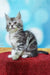 Gray and white tabby Maine Coon kitten sitting on a vibrant red surface