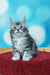 Gray and white fluffy Maine Coon kitten with pointed ears sitting upright