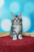 Gray and white fluffy Maine Coon kitten sitting upright on a vibrant red surface