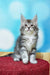 Fluffy gray and white Maine Coon kitten with pointed ears, perfect for the Marselitta collection