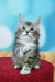 Adorable gray and white Maine Coon kitten with pointed ears sitting upright