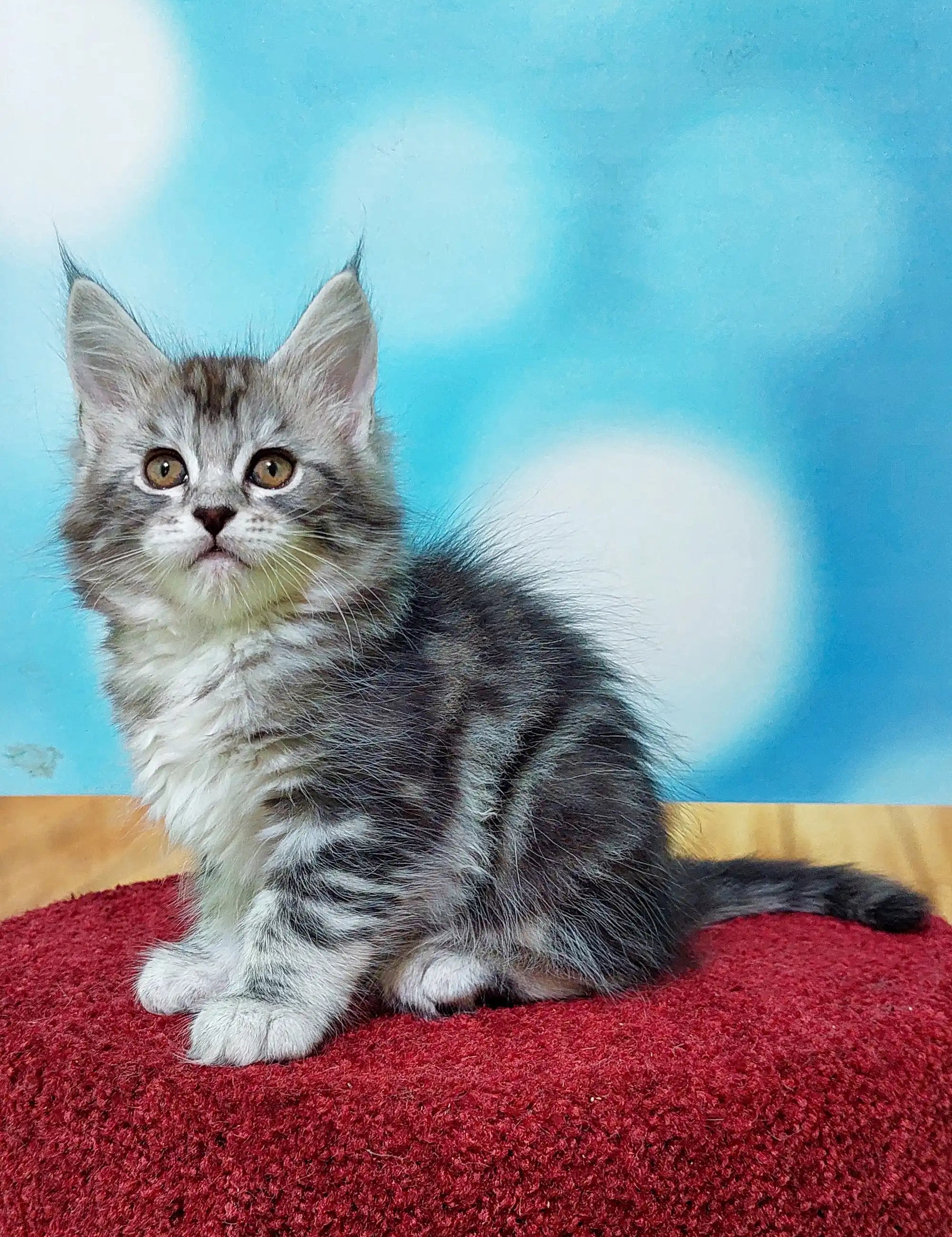 Maine Coon Kittens for Sale Marselitta | Kitten