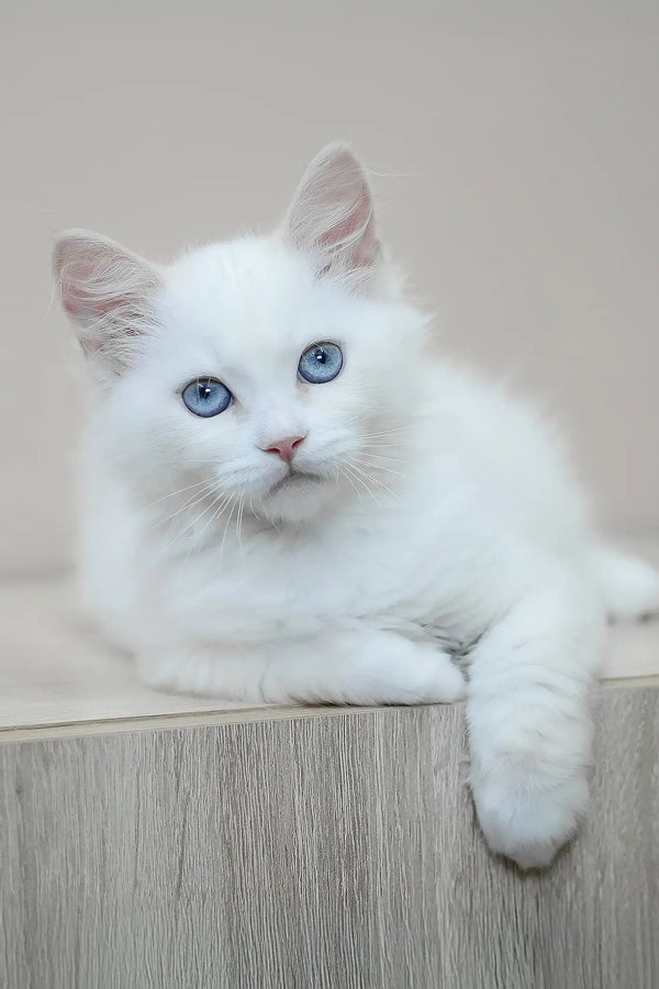 Marshal | siberian kitten