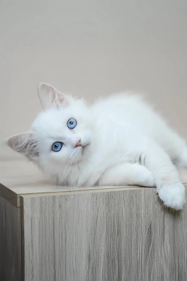 Marshal | siberian kitten