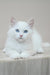 Marshal | siberian kitten