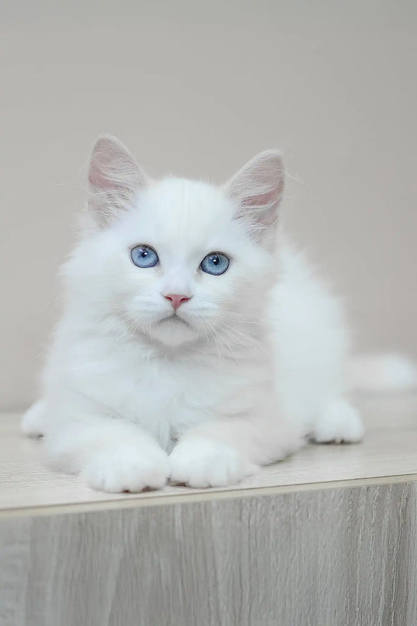 Marshal | siberian kitten