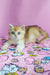 Fluffy British Shorthair kitten with blue eyes lounging on patterned fabric