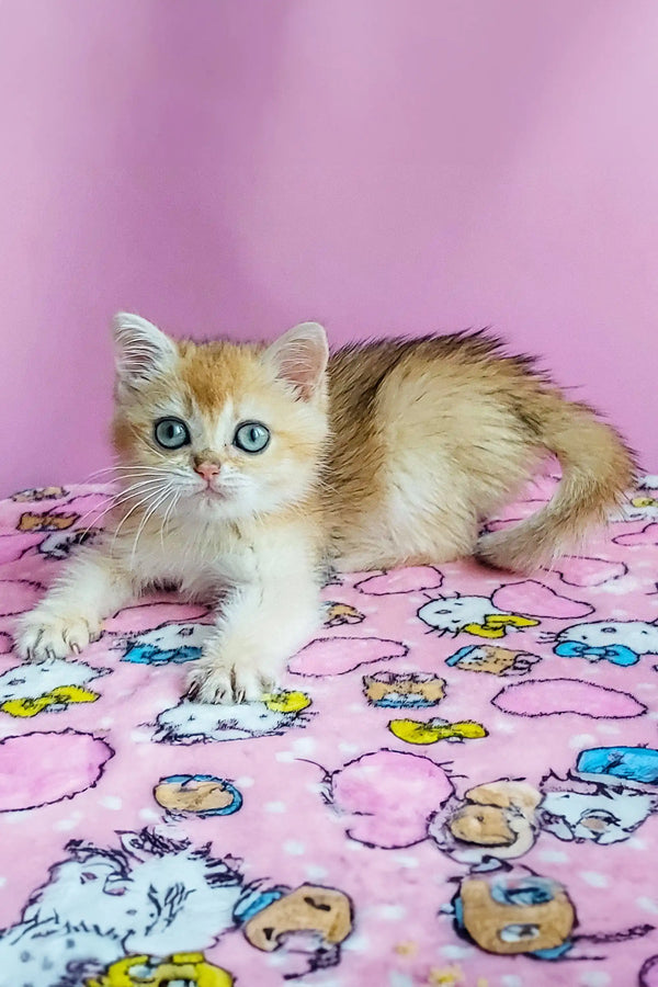 Fluffy British Shorthair kitten with blue eyes lounging on patterned fabric