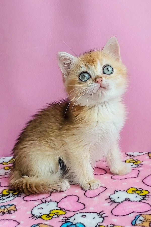 Adorable British Shorthair kitten with blue eyes on a colorful surface