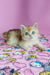 Fluffy British Shorthair kitten with blue eyes lounging on colorful fabric