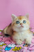 Adorable British Shorthair kitten with blue eyes on a colorful patterned surface